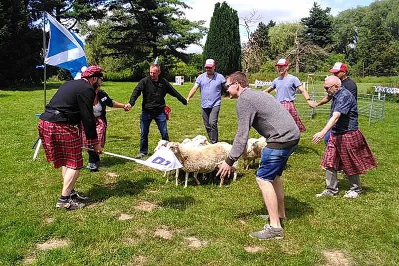 Team leert schapen drijven met Border Collies tijdens een workshop nabij Antwerpen